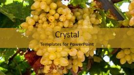  Presentation with bunch - Cool new presentation design with ripe bunch of grapes chardonnay backdrop and a gold colored foreground