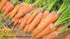  Presentation with carrots - Cool new theme with ripe carrots in garden backdrop and a gold colored foreground