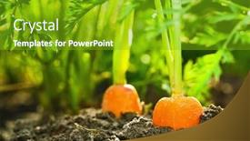  Presentation with carrots - Colorful presentation theme enhanced with ripe carrots in the land backdrop and a shamrock green colored foreground