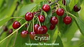  Presentation with branch - Audience pleasing presentation design consisting of ripe-cherry-on-the-branch backdrop and a tawny brown colored foreground