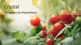  Presentation with tomato plant - PPT layouts having ripe cherry tomatoes bush background and a blonde colored foreground