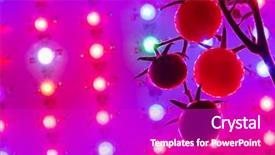  Presentation with tomato plant - Amazing PPT layouts having ripe cherry tomatoes silhouette backdrop and a purple colored foreground