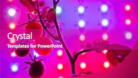  Presentation with tomato plant - Cool new slides with ripe cherry tomatoes silhouette backdrop and a purple colored foreground
