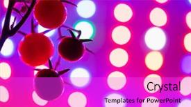  Presentation with tomato plant - Presentation design having ripe cherry tomatoes silhouette background and a lilac colored foreground