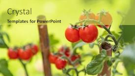  Presentation with vine - Presentation design featuring ripe-cherry-tomatoes background and a yellow colored foreground