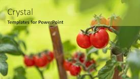  Presentation with vine - Cool new PPT theme with ripe-cherry-tomatoes backdrop and a yellow colored foreground