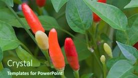 Presentation with chilli - Theme with ripe colorful chilli peppers bush background and a tawny brown colored foreground
