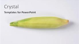 Presentation with corn cob - PPT theme enhanced with ripe corn cob on off-white background with shadows background and a sky blue colored foreground