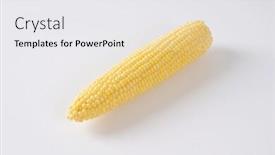  Presentation with corn cob - PPT layouts with ripe corn cob on off-white background with shadows background and a white colored foreground