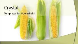  Presentation with corn cobs - Beautiful presentation design featuring ripe corn cobs on white backdrop and a blonde colored foreground