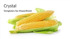  Presentation with corn cobs - Beautiful presentation featuring ripe corn cobs on white backdrop and a white colored foreground