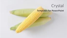  Presentation with corn cobs - Audience pleasing PPT layouts consisting of ripe corn cobs on off-white background with shadows backdrop and a white colored foreground