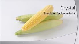  Presentation with corn cobs - Audience pleasing slides consisting of ripe corn cobs on off-white background with shadows backdrop and a white colored foreground