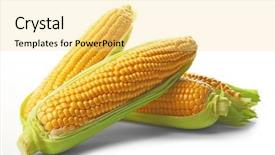  Presentation with ripe golden potato on white - Amazing presentation design having forage crops - ripe corn isolated on white backdrop and a white colored foreground