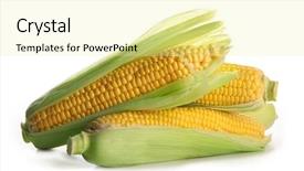  Presentation with ripe golden potato on white - Beautiful theme featuring ripe corn isolated on white backdrop and a blonde colored foreground