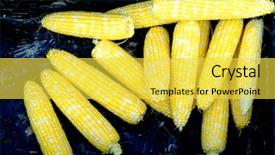  Presentation with corn cob - Cool new PPT theme with ripe corn on the cob backdrop and a  colored foreground