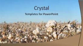  Presentation with cotton - PPT layouts having ripe cotton field background and a light blue colored foreground