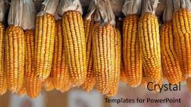  Presentation with corn cob - Theme consisting of ripe dried corn cobs hanging background and a gold colored foreground