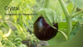  Presentation with harvest is ripe - Slide set consisting of ripe eggplant on the plantation background and a yellow colored foreground