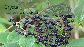  Presentation with fruit tree - Presentation design consisting of ripe elderberry fruit also known background and a seafoam green colored foreground