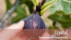  Presentation with fig tree - PPT layouts with ripe fig from the tree background and a coral colored foreground