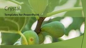  Presentation with fig tree - Colorful PPT layouts enhanced with ripe-fig-fruits backdrop and a seafoam green colored foreground