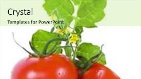  Presentation with green-leaves - PPT theme with ripe fresh tomatoes with green leaves isolated on white background background and a yellow colored foreground