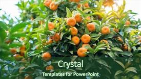  Presentation with mandarin fruits - Theme with ripe fruits mandarin orange background and a tawny brown colored foreground