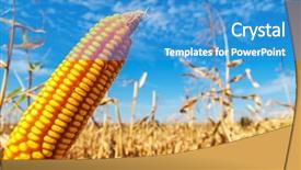  Presentation with maize - Amazing presentation theme having ripe golden maize over field backdrop and a teal colored foreground