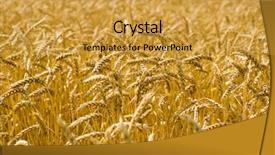  Presentation with ripe golden potato on white - Cool new slide deck with ripe golden wheat spikes swaying backdrop and a  colored foreground