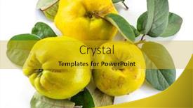 Presentation with golden yellow - Beautiful PPT theme featuring ripe-golden-yellow-quince-fruits backdrop and a gold colored foreground