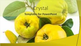  Presentation with golden yellow - Amazing slide deck having ripe-golden-yellow-quince-fruits backdrop and a yellow colored foreground