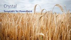  Presentation with land - Presentation theme featuring ripe-grain-field-for-harvesting background and a sky blue colored foreground