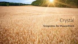  Presentation with land - PPT layouts enhanced with ripe-grain-field-for-harvesting background and a lemonade colored foreground