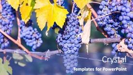  Presentation with vine wine - Audience pleasing presentation consisting of ripe-grape-autumn-harvest-wine backdrop and a ocean colored foreground