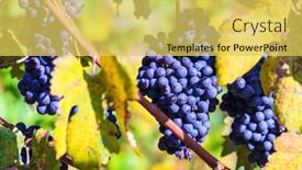  Presentation with vine wine - Presentation theme featuring ripe-grape-autumn-harvest-wine background and a yellow colored foreground