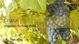 Presentation with grape vine - 