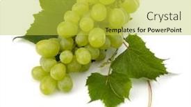  Presentation with grape - Slide set consisting of ripe grape whith leaf isolated on white background background and a yellow colored foreground