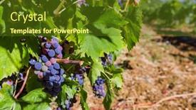  Presentation with tuscany - PPT theme consisting of ripe-grapes-in-the-tuscany background and a tawny brown colored foreground