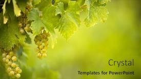  Presentation with vine wine - Amazing presentation design having ripe-grapes-on-vine-growing backdrop and a gold colored foreground