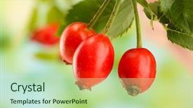  Presentation with hip - PPT theme featuring ripe hip roses on branch background and a mint green colored foreground