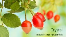  Presentation with red roses rose garden - Amazing theme having ripe hip roses on branch backdrop and a mint green colored foreground