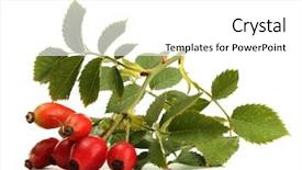  Presentation with hip - PPT layouts with ripe hip roses on branch with leaves isolated on white background and a white colored foreground