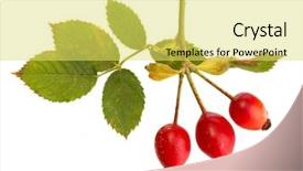  Presentation with hip - Slide deck with ripe-hip-roses-on-branch background and a yellow colored foreground