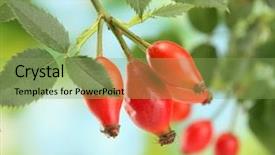  Presentation with red roses rose garden - Theme enhanced with ripe hip roses on branch background and a  colored foreground