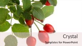  Presentation with hip - PPT layouts with ripe-hip-roses-on-branch background and a lemonade colored foreground