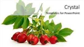  Presentation with hip - Presentation theme enhanced with ripe-hip-roses-on-branch background and a white colored foreground