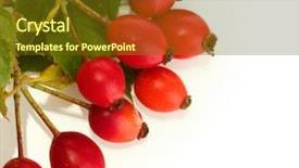  Presentation with war roses tudor rose - Beautiful theme featuring ripe hip roses on branch backdrop and a tawny brown colored foreground