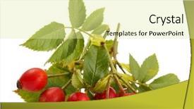  Presentation with red roses rose garden - Slide set enhanced with ripe hip roses on branch background and a blonde colored foreground