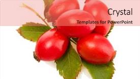  Presentation with green leaves - PPT theme with ripe-hip-roses-on-green background and a coral colored foreground